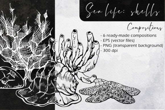 Sea Life Shells Compositions